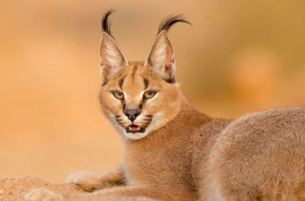 مرحبًا بعودتك، لقد اشتقنا لك!